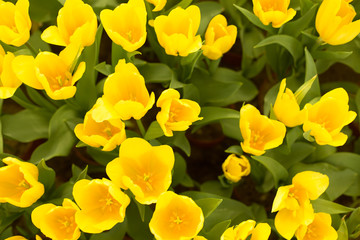 Yellow tulips fild. Spring background.