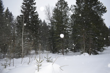 winter in the forest