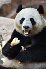 Obraz premium Close-up of Giant Panda in China