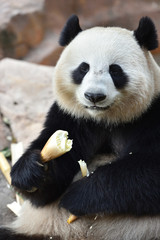 Obraz na płótnie Canvas Close-up of Giant Panda in China