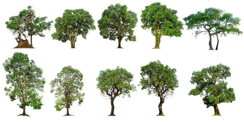 Tree isolated on white background, nature background.
