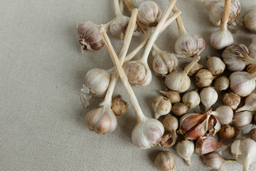 Garlic on a fabric background.