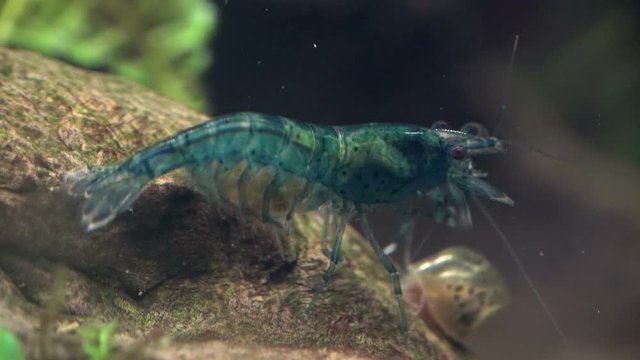 Blaue Zwerggarnele mit Eiern, lebendgeb&auml;rend, Caridina