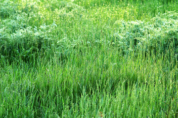 Green grass with dew. Summer pattern. Fresh landscape nature background.