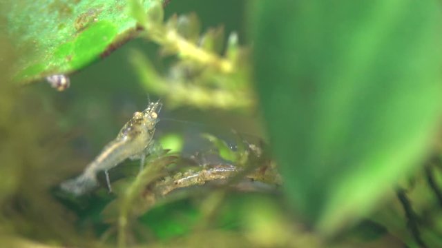 Junge Zwerggarnele und Tubifexwurm, Caridina