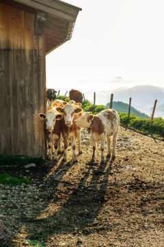 more cows standing next to a trafitional tyrol hutte in sunrise