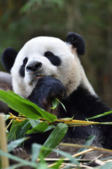 Fototapeta premium Close-up of Giant Panda in China