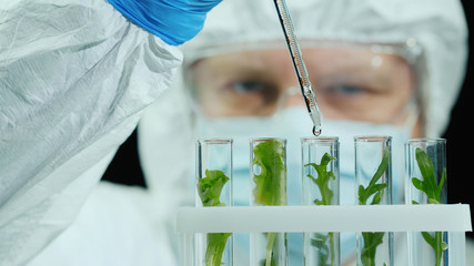 Scientist in protective jumpsuit and glasses works in the laboratory with samples of plants