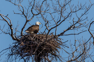 Bald eagle on her nest.