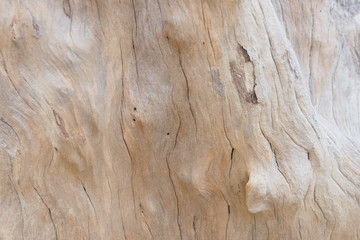 Closeup of beautiful brown wooden bark and stem of a tree with texture and rough surface for...