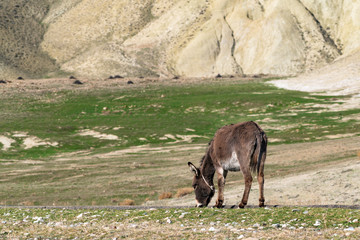 Old donkey grazes by the road