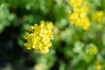 菜の花