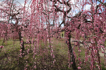 かざはやの里の梅林