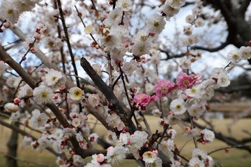 かざはやの里の梅林