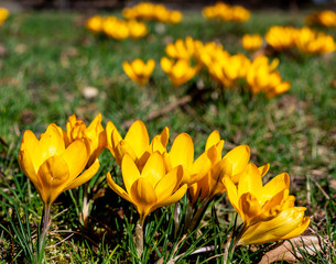 Gelbe Krokusse im Park