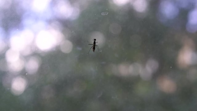 Mosquito crawls on the window glass. Defocused background. Freedom concepts.
