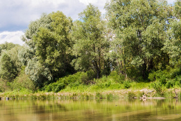 View of the bank of the river covered with grass shrubs and trees
