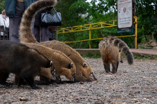 coaties playing in the park