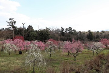 かざはやの里　梅林