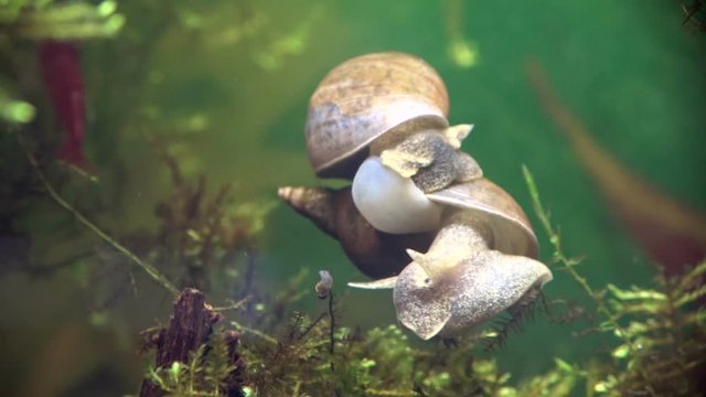 Schpitzschlammschnecken bei der Paarung, Lymnaea stagnalis