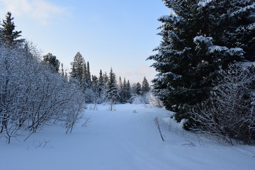 winter landscape with road and trees