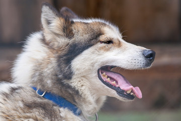 finnischer Schlittenhund