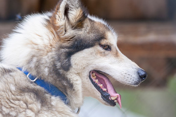 Obraz premium finnischer Schlittenhund