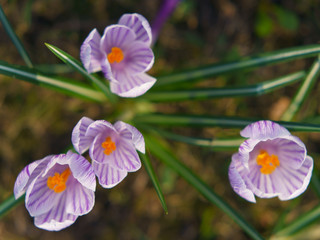 Beautiful purple crocuses at spring time. The beauty of nature concepts. Suitable as floral fresh background, greeting card, template.