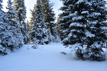 trees in snow