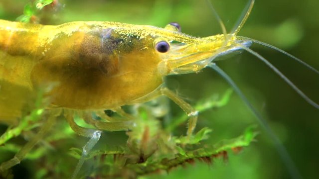 Gelbe Zwerggarnele, Neocaridina