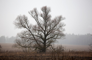 A tree stands alone in a field and light fog in February