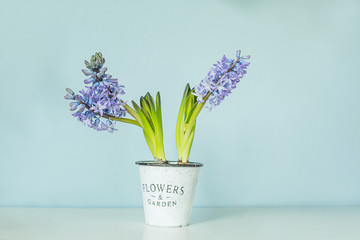 Lilac hyacinth flower in a pot on a blue background