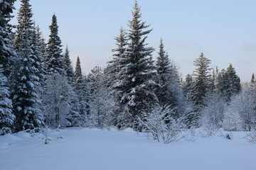 forest in winter