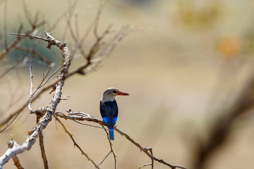 Colorful Gray-headed kingfisher sitting on a tree branch and looking to the side