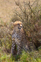 Cheetah portrait in the wild