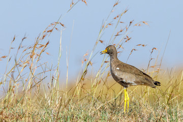 Wattled lapwing in the african grassland