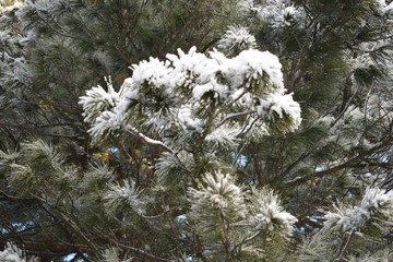 snow covered branch