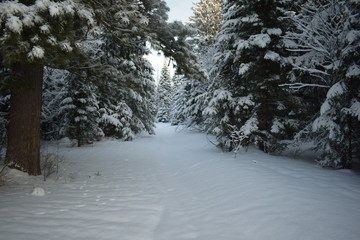 snow covered fir trees