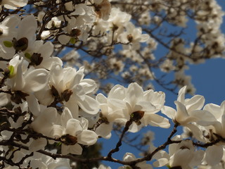 White Magnolia