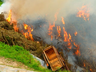 Fire in the forest