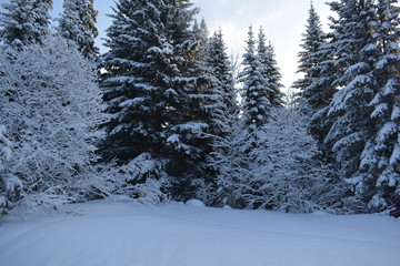 snow- covered trees, fir trees in the snow