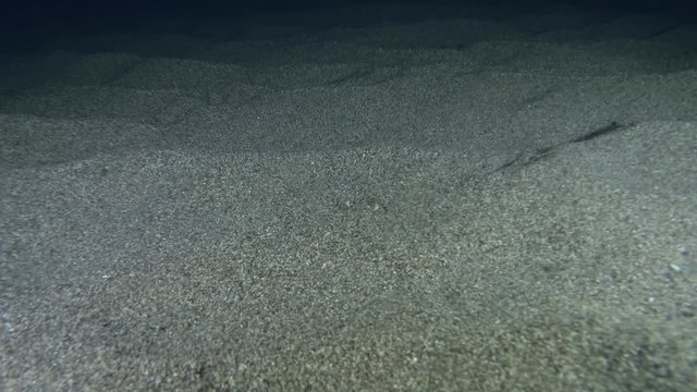 Swimming Crab hides in the sand in the night. Gray swimming crab (Portunus hastatus) Underwater shot. Mediterranean Sea, Europe.