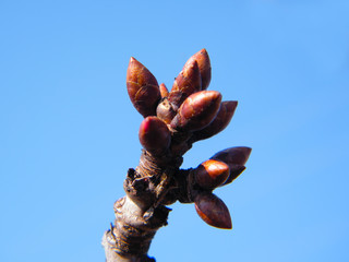 blossoming buds on tree with blue sky in the background