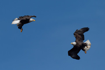 A pair of American Bald Eagles in flight.