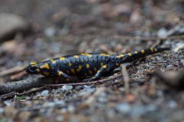 Feuersalamander von der Seite
