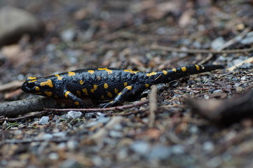 Feuersalamander im Längsformat