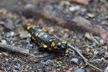 Feuersalamander von vorne