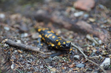 Feuersalamander Close-Up