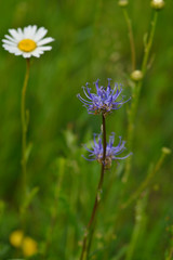 Kugelige Teufelskralle (Phyteuma orbiculare)