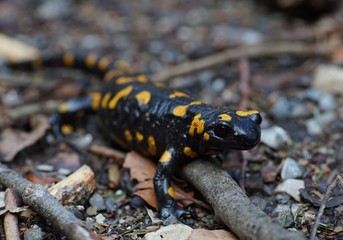 Feuersalamander ganz groß